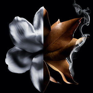 View 3 - L'INTERDIT ABSOLU - The iconic white flower enriched with tobacco absolute. GIVENCHY - 80 ML - P000220