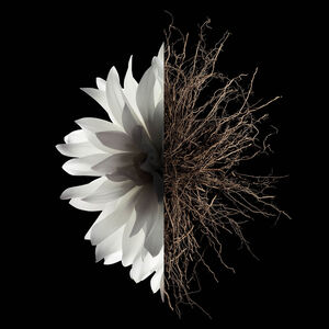 Ansicht 2 - L'INTERDIT - Eine weiße Blumeim Zusammenspiel mit einem dunklen holzigen Akkord. GIVENCHY - 100 ML - P069321